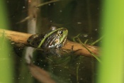 Skokan zelený (Pelophylax esculentus) – rybník Srpek, Kuřim