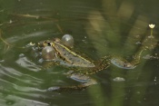 Skokan zelený (Pelophylax esculentus) – rybník Srpek, Kuřim