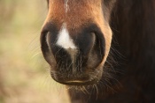 Kůň domácí (Equus caballus) - Čebín