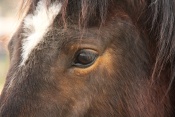 Kůň domácí (Equus caballus) - Čebín