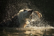 Pes domácí (Canis familiaris) – border kolie – rybník Srpek, Kuřim