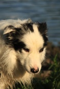 Pes domácí (Canis familiaris) – border kolie – rybník Srpek, Kuřim