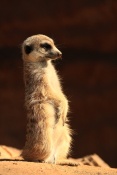 Surikata (Suricata suricatta). ZOO Jihlava