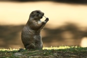 Psoun prériový (Cynomys ludovicianus). ZOO Jihlava