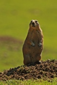 Psoun prériový (Cynomys ludovicianus). ZOO Jihlava