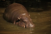 Hrošík liberijský (Hexaprotodon liberiensis). ZOO Jihlava