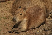 Kapybara (Hydrochoerus hydrochaeris). ZOO Jihlava
