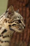 Kočka slaništní (Leopardus geoffroyi). ZOO Jihlava