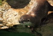 Vydra malá (Amblonyx cinerea). ZOO Jihlava