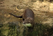 Vydra malá (Amblonyx cinerea). ZOO Jihlava