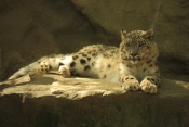 Levhart sněžný – Irbis (Panthera uncia). ZOO Jihlava