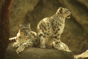 Levhart sněžný – Irbis (Panthera uncia). ZOO Jihlava