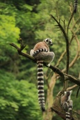 Lemur kata (Lemur catta). ZOO Jihlava
