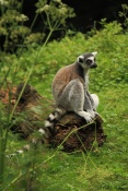 Lemur kata (Lemur catta). ZOO Jihlava