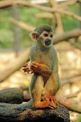 Kotul veverkovitý (Saimiri sciureus). ZOO Olomouc