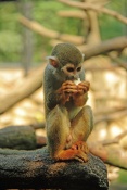 Kotul veverkovitý (Saimiri sciureus). ZOO Olomouc