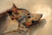 Vlk iberský (Canis lupus signatus). ZOO Olomouc