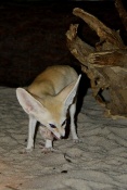 Fenek (Vulpes zerda). ZOO Olomouc