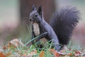Veverka obecná (Sciurus vulgaris). Park Štěpánka, Mladá Boleslav