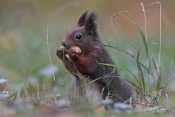 Veverka obecná (Sciurus vulgaris). Park Štěpánka, Mladá Boleslav