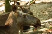 Los evropský (Alces alces alces). ZOO Brno