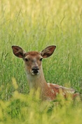 Jelen sika Dybowského (Cervus nippon dybowski). Park Židlochovice