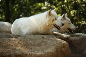 Vlk arktický (Canis lupus arctos). ZOO Brno