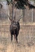 Jelen sika Dybowského (Cervus nippon dybowski). Park Židlochovice