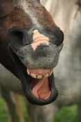 Kůň domácí (Equus caballus), Pecka