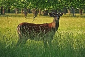Jelen sika Dybowského (Cervus nippon dybowski). Park Židlochovice