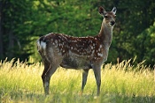 Jelen sika Dybowského (Cervus nippon dybowski). Park Židlochovice