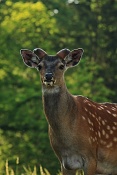 Jelen sika Dybowského (Cervus nippon dybowski). Park Židlochovice