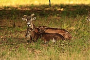 Muflon (Ovis musimon). Park Židlochovice