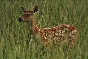 Jelen sika Dybowského (Cervus nippon dybowski). Park Židlochovice