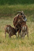 Muflon (Ovis musimon). Park Židlochovice