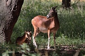 Muflon (Ovis musimon). Park Židlochovice