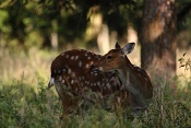 Jelen sika Dybowského (Cervus nippon dybowski). Park Židlochovice