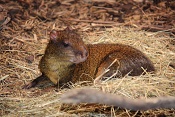 Aguti Azarův (Dasyprocta azarae). ZOO Brno