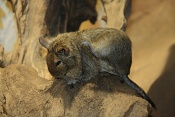 Osmák Degu (Octodon degus). ZOO Brno