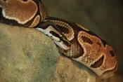 Krajta královská (Python regius). ZOO Brno