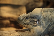 Leguán nosorohý (Cyclura cornuta). ZOO Brno