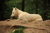 Vlk arktický (Canis lupus arctos). ZOO Brno