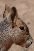 Mara stepní (Dolichotis patagonum). ZOO Brno