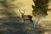 Jelen evropský (lesní) (Cervus elaphus). Obora Nové Hrady