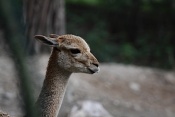 Lama vikuňa (Vicugna vicugna). ZOO Brno