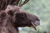 Velbloud dvouhrbý (Camelus bactrianus). ZOO Brno