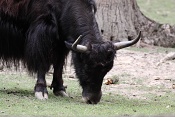 Jak domácí (Bos mutus f. grunniensis). ZOO Brno