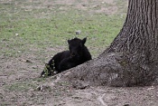 Jak domácí (Bos mutus f. grunniensis). ZOO Brno