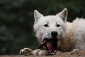 Vlk arktický (Canis lupus arctos). ZOO Brno