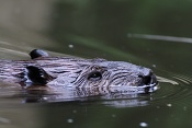Bobr kanadský (Castor canadensis). ZOO Brno
